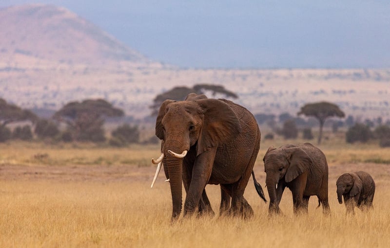 African Savannah