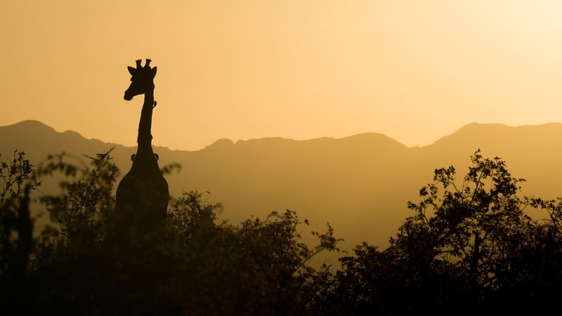 African Sunset
